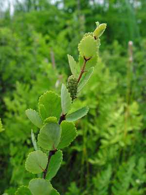 Photo: Swamp birch