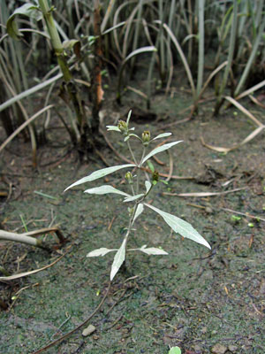 Photo: Eaton's bur-marigold growing on a tidal mudflat