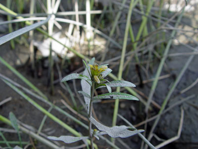 Photo: Estuary bur-marigold