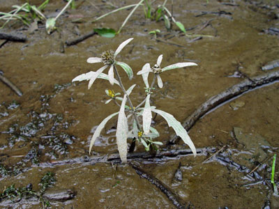 Photo: Estuary bur-marigold growing in a tidal mudflat