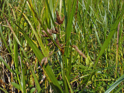 Marsh Bulrush