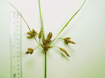 Marsh Bulrush Specimen