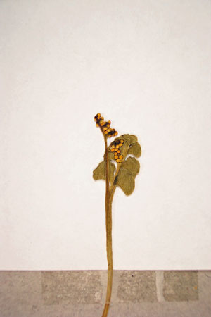 Photo: specimen of moonwort, Botrychium lunaria