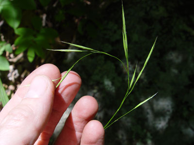 Photo: Bromus pubescens