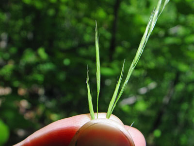 Photo: Bromus pubescens