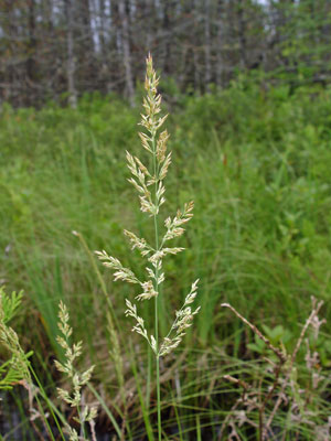 Photo: Calamagrostis stricta ssp. inexpansa in native habitat