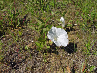 Photo: Upright Bindweed