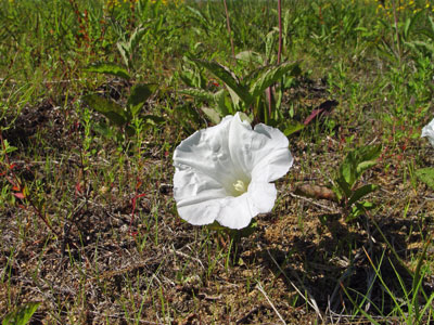 Photo: Upright Bindweed