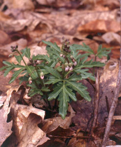 Photo: Cut-leaved toothwort