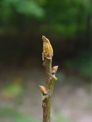 Photo: Bitternut Hickory Bud