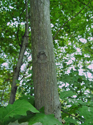 Photo: Bitternut Hickory Bark