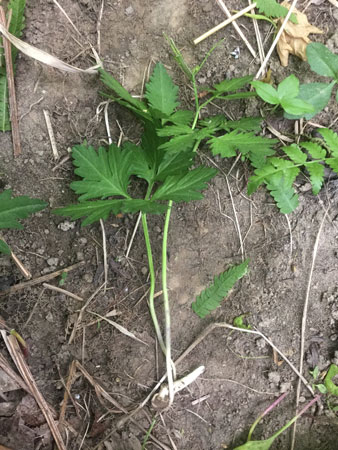 Photo: Cardamine maxima