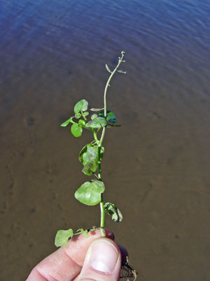 Photo: Cardamine longii