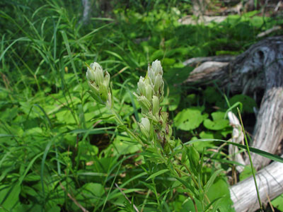 Photo: Castilleja septentrionalis