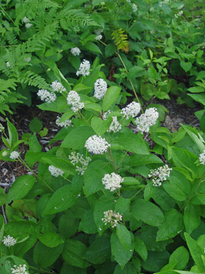 Photo: Ceanothus americanus