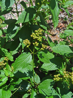 Photo: Ceanothus americanus