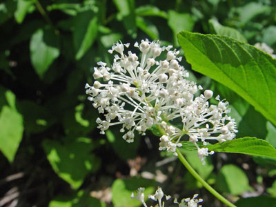 Photo: Ceanothus americanus