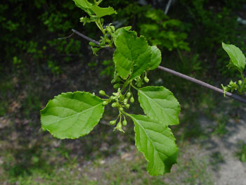 Asiatic bittersweet branch