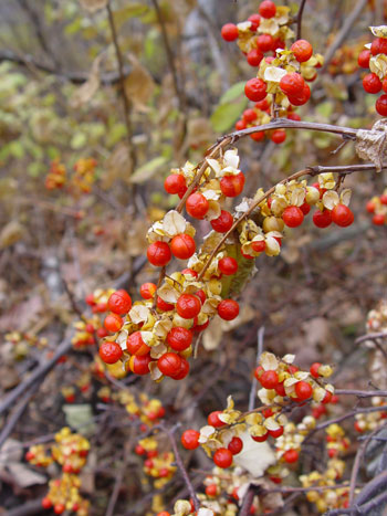 Maine Natural Areas Program Invasive Plants Asiatic Bittersweet