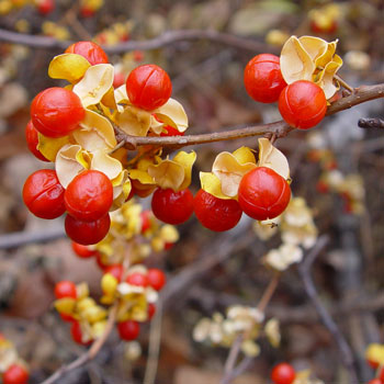 Asiatic bittersweet fruit