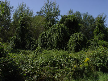 Asiatic bittersweet infestation at Cape Elizabeth