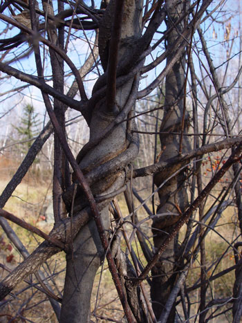 Maine Natural Areas Program Invasive Plants Asiatic Bittersweet