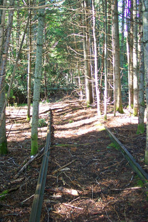 Photo: Old railroad tracks running through forest at Chamberlain Lake Ecoreserve