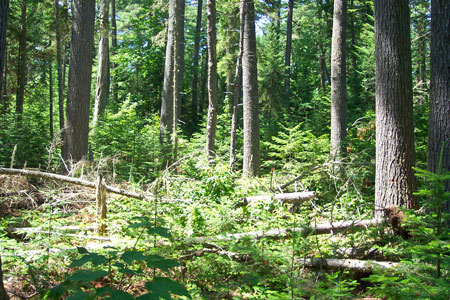 Photo: Image of pines on a transect at Chamberlain Lake Ecoreserve
