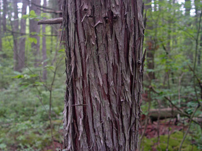 Photo: Atlantic White Cedar Bark