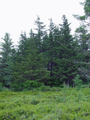 Photo: Atlantic White Cedar Trees