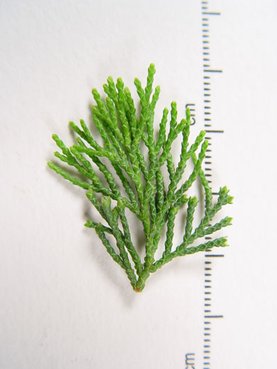 Photo: Atlantic White Cedar Leaves