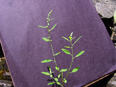 Photo: Chenopodium foggii