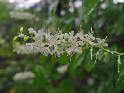 Photo: Sweet Pepper-bush Flowers