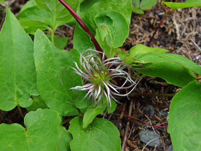 Photo: Clematis occidentalis