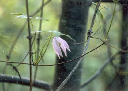 Photo: Clematis occidentalis