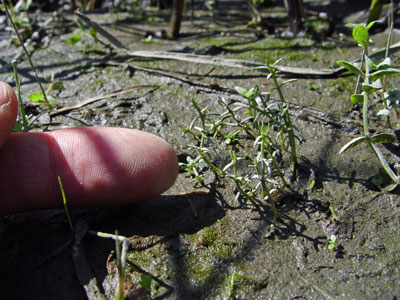 Photo: Crassula aquatica