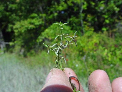 Photo: Crassula aquatica