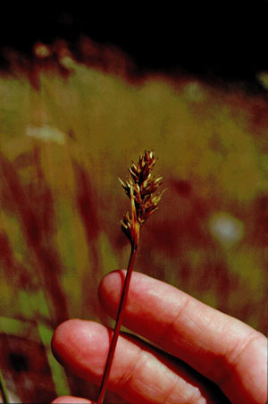 Photo: Carex adusta