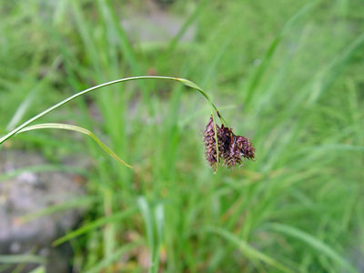 Photo: Carex atratiformis