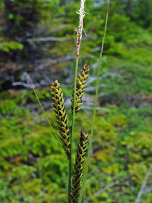 Photo: Carex bigelowii