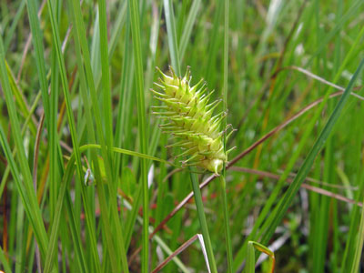 Photo: Carex bullata