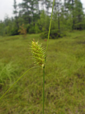 Photo: Carex bullata
