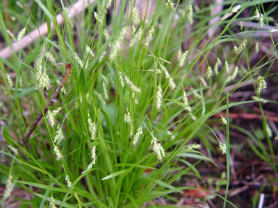 Photo: Carex capillaris