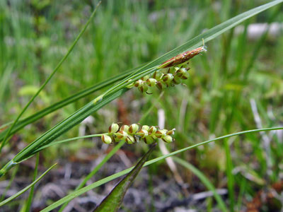 Photo: Carex garberi