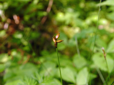 Photo: Carex gynocrates