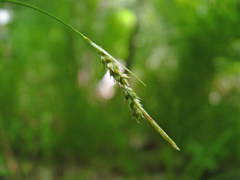 Photo: Carex hirtifolia