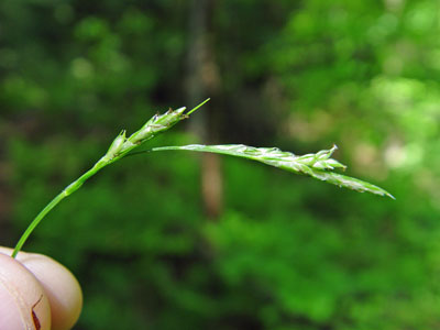 Photo: Carex hirtifolia