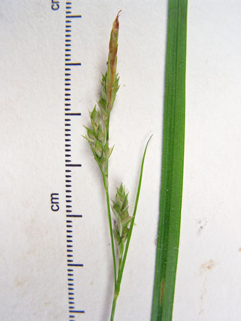 Photo: Carex hirtifolia