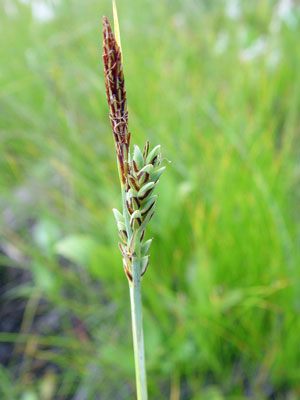 Photo: Carex livida