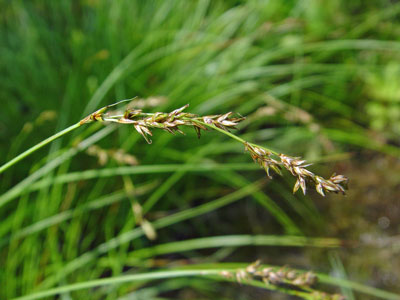 Photo: Carex prairea